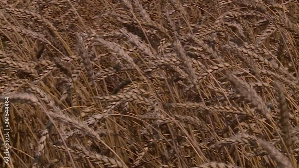 Harvest of ripe wheat by a sunny day, grain-growing, plants, meal, bread, barley, sky, stems of plant, farm, growing Harvest of ripe wheat by a sunny day, grain-growing, plants, meal, bread, barley, sky, stems of plant, farm, growing