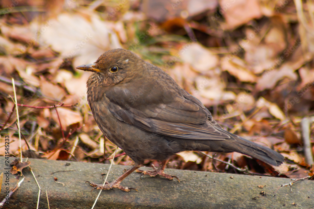 Obraz premium Amsel im Laub