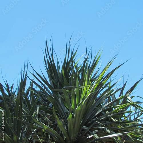 Tropical leaves against a blue sky 