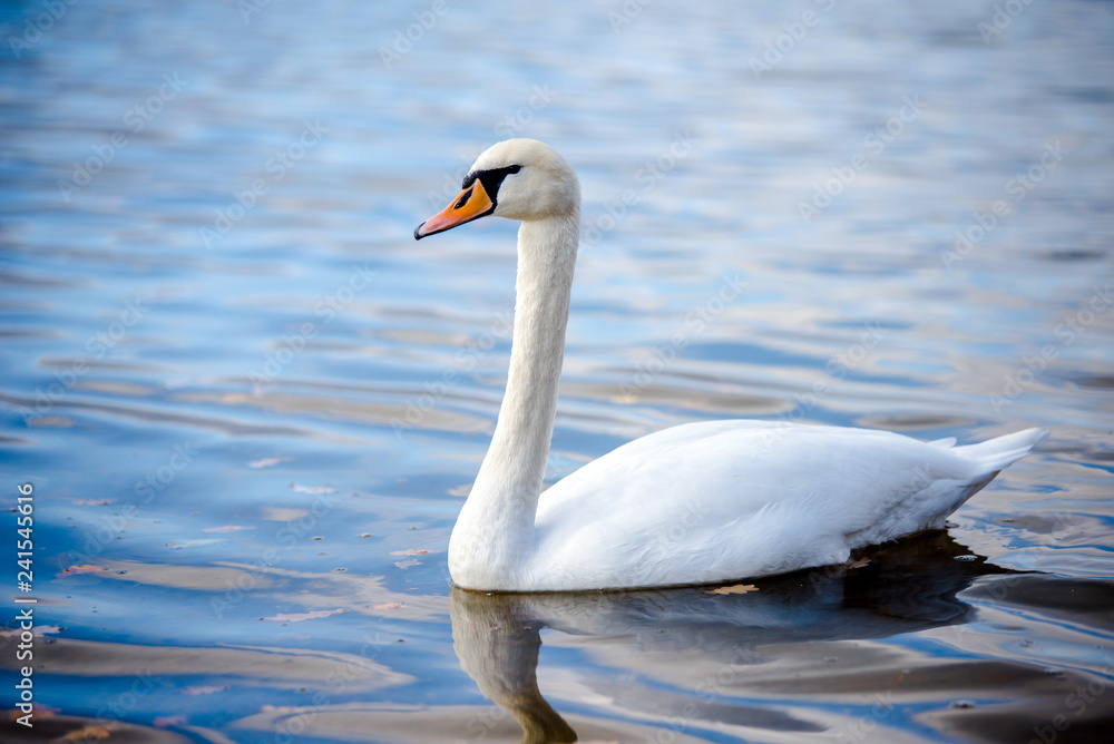 White Swan floating on the surface of the lake White Swan floating on the surface of the lake