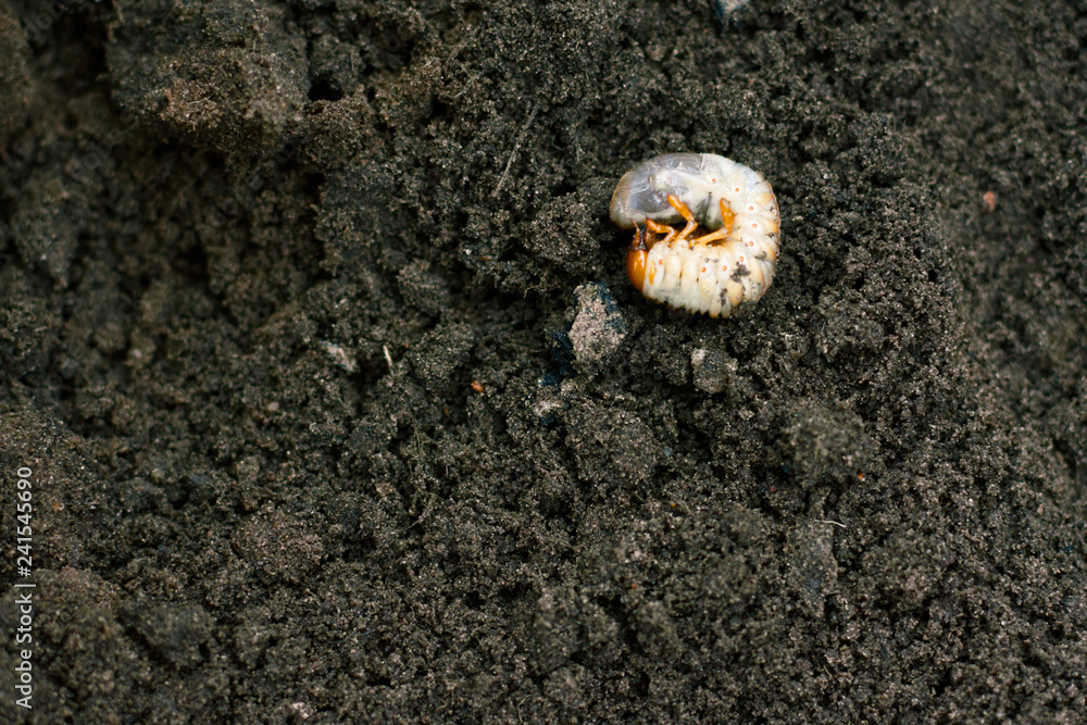Larva. Vile disgusting maggot. Image of grub worms. Beetle larvae ...