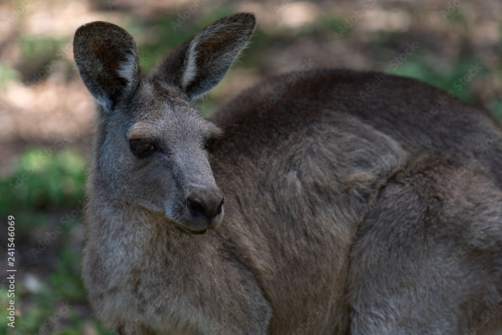 kangoroo
