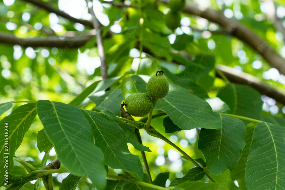 Walnut green nuts grow on tree. Walnut green nuts grow on tree.