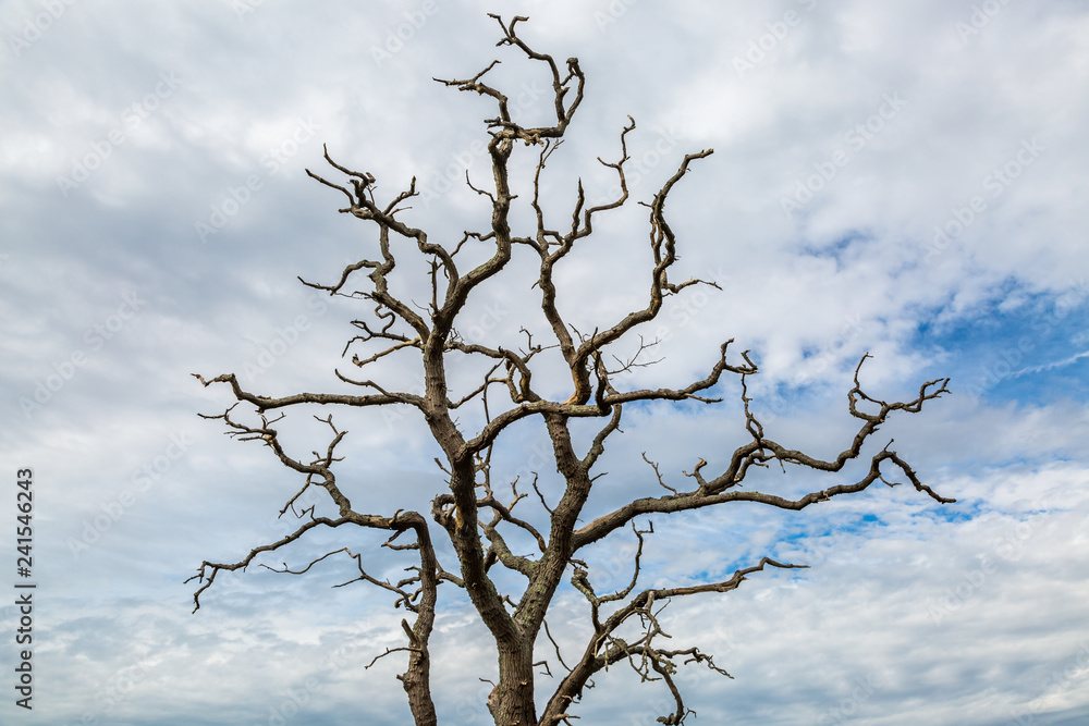 Looking up at bare tree branches against a cloudy sky Looking up at bare tree branches against a cloudy sky