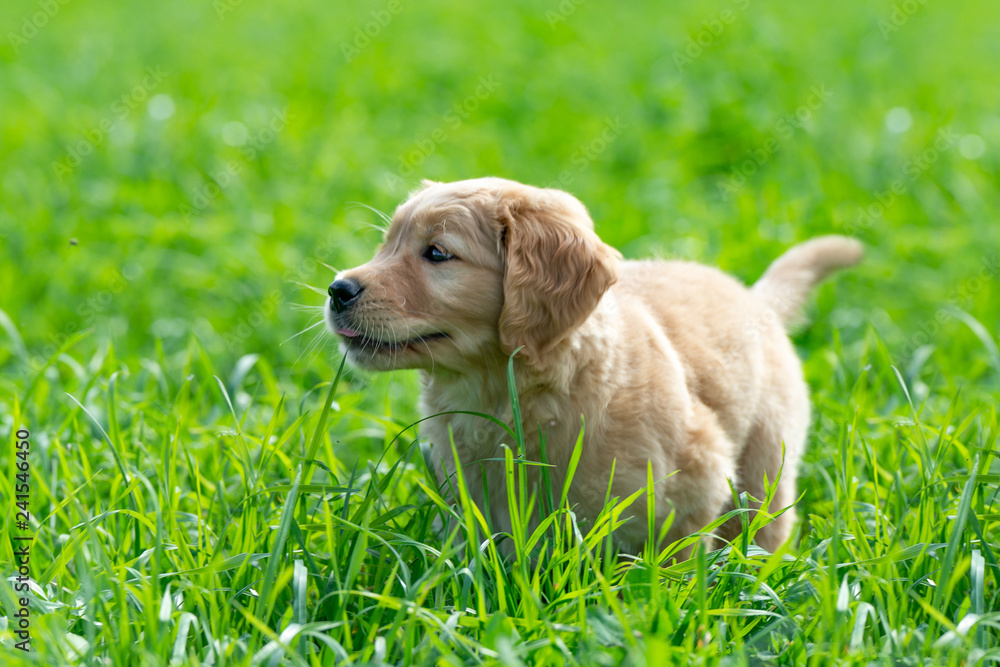 Little Golden Retriever puppy standing in the green, long grass. Summertime. Little Golden Retriever puppy standing in the green, long grass. Summertime.
