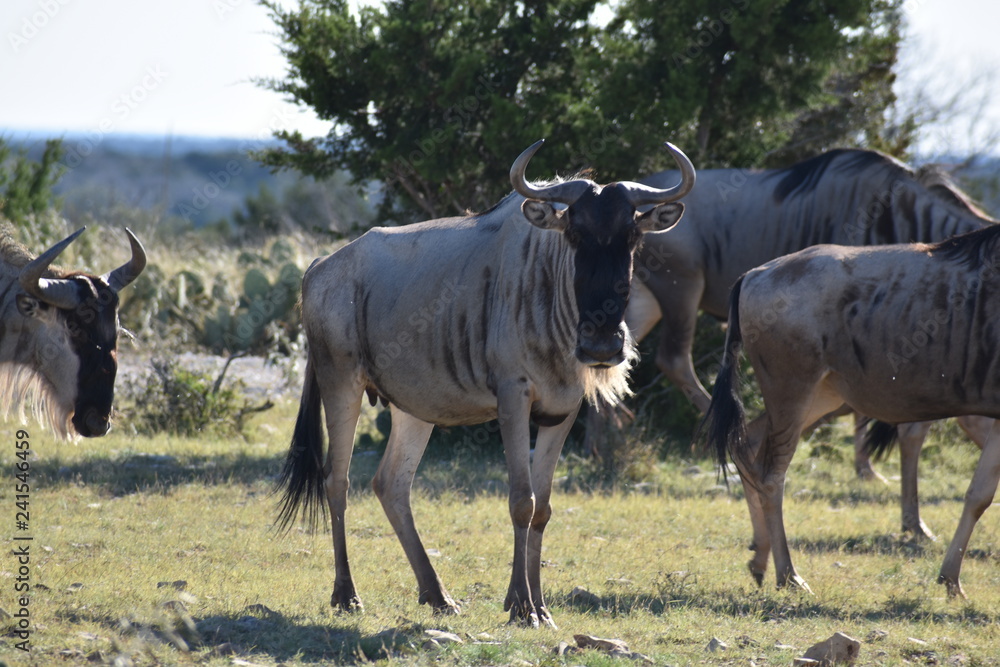 Small Wildebeest Herd Close up Small Wildebeest Herd Close up