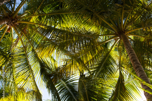 Bottom view of the branches of coconut trees and the sky