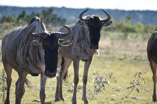 Fototapeta Naklejka Na Ścianę i Meble -  Small Wildebeest Herd Close up