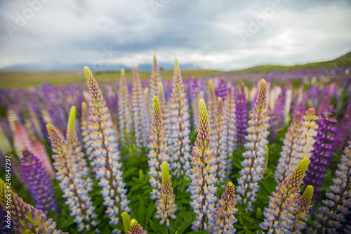 Lupins in New Zealand