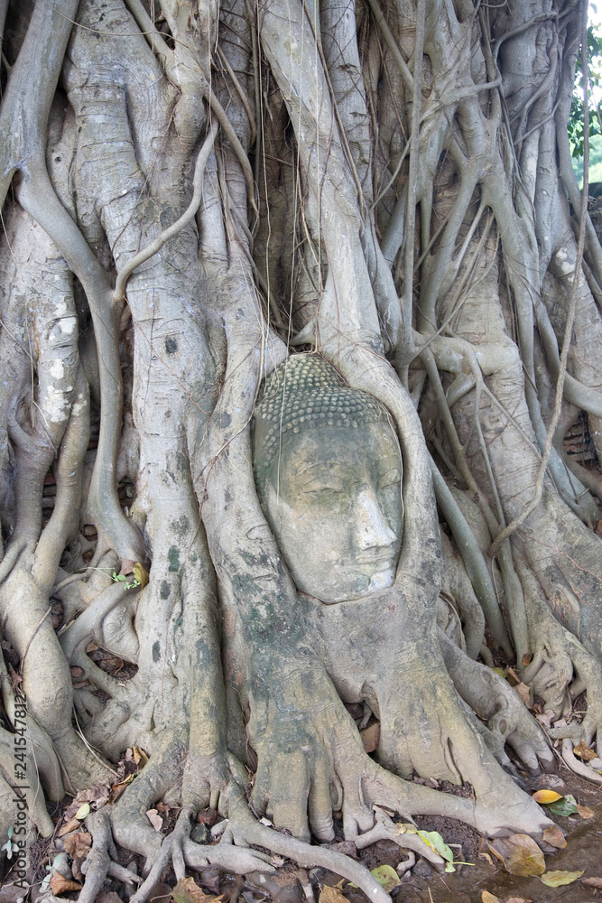 A detatched Buddha head entangled in the roots in Wat Mahathat, Bangkok, Thailand. A detatched Buddha head entangled in the roots in Wat Mahathat, Bangkok, Thailand.
