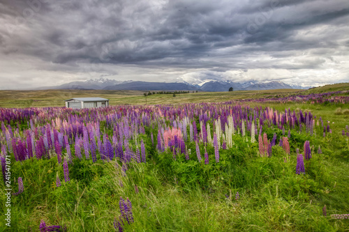 Lupins in New Zealand