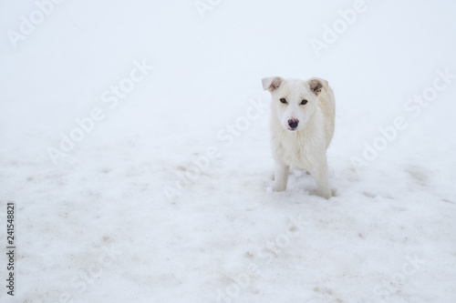 a white dog is in the snow © Roberto Sorin