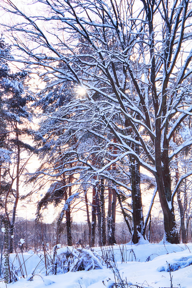 Fototapeta premium beautiful winter landscape with forest