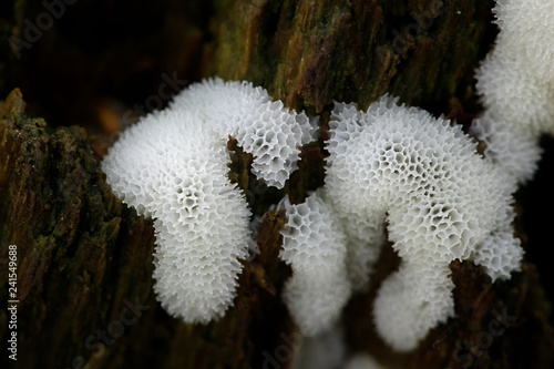 Coral slime mold, Ceratiomyxa fructiculosa photo