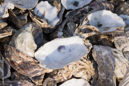 Close up: lot of beautiful oyster shells are under sunshine.