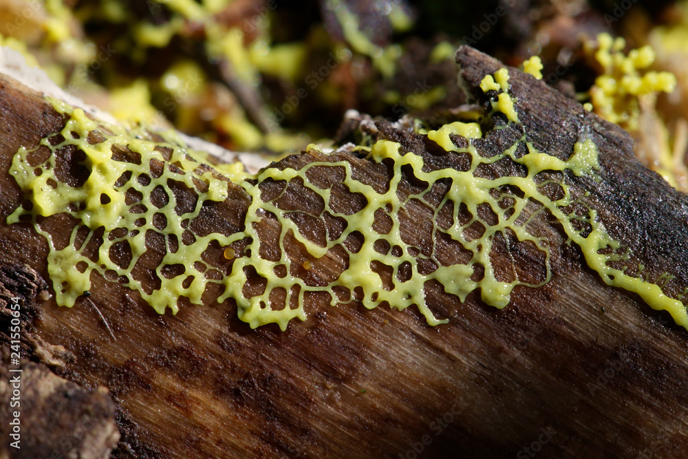 Plasmodial Slime Mold plasmodial-slime-mold