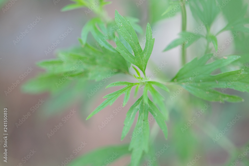 Background of Cannabis (Drugs), Analysis of Cannabis in laboratory. Background of Cannabis (Drugs), Analysis of Cannabis in laboratory.