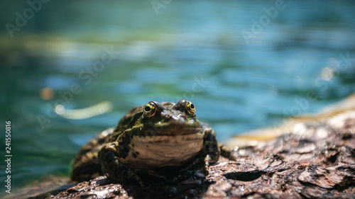 Green marsh frog  Pelophylax ridibundus  mating call