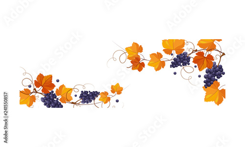 Valokuva Autumn background with space for text, banner with bright grape leaves and bunch
