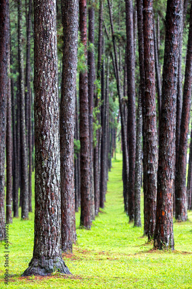 Fototapeta premium Bo Kaew Pine Garden