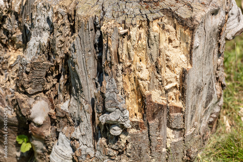 Wood texture of rotten tree trunk, close-up, texture, background