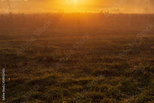 morning mist fog over meadows