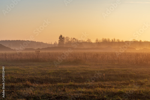 morning mist fog over meadows