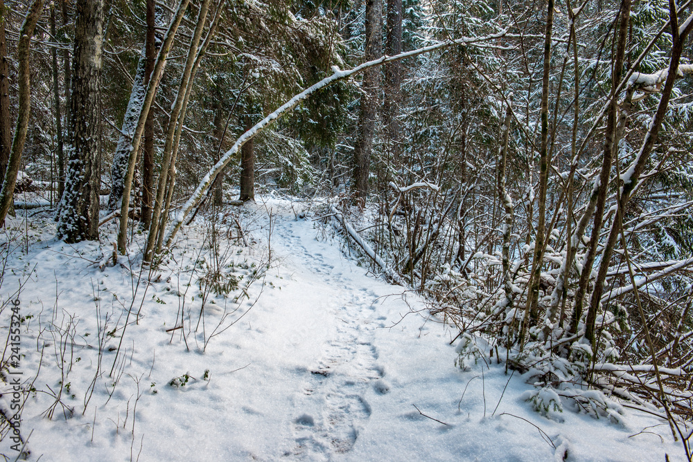 Fototapeta premium sunny winter day in snowy forest