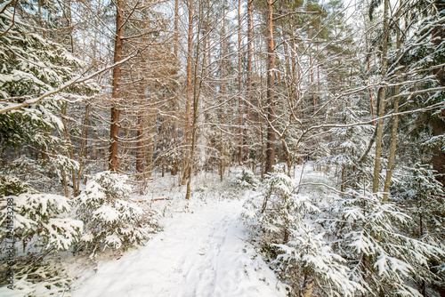 sunny winter day in snowy forest