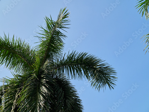 palm tree leaves and blue sky seen from below