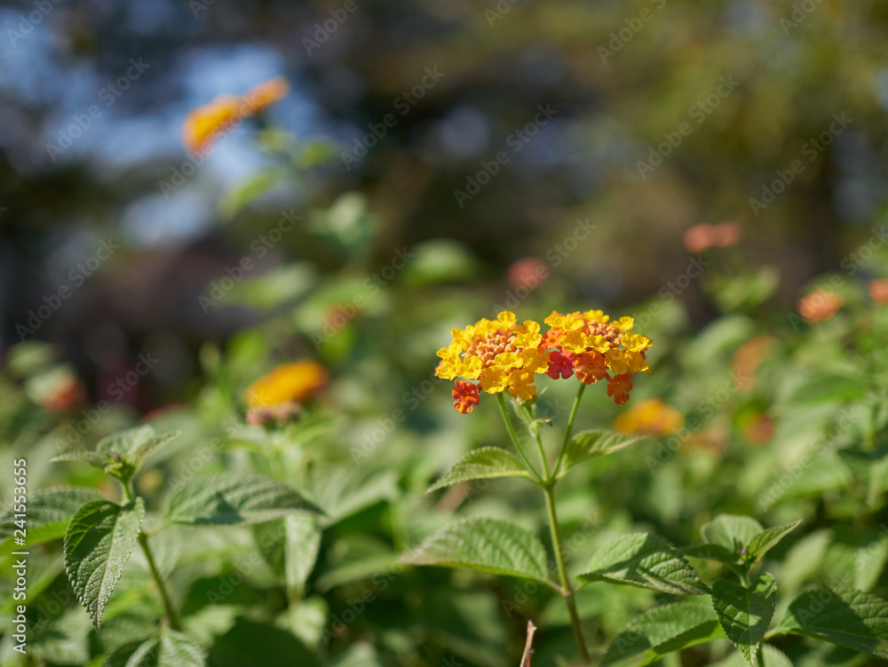 Flower in park at daylight Flower in park at daylight