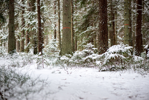 sunny winter day in snowy forest