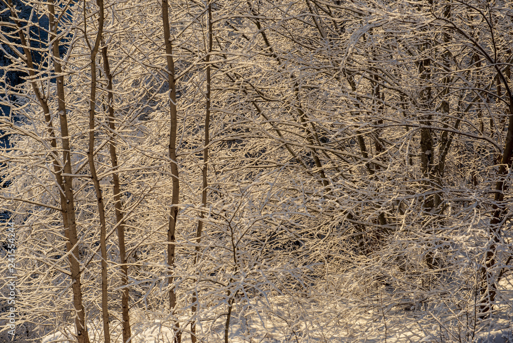 sunny winter day in snowy forest sunny winter day in snowy forest