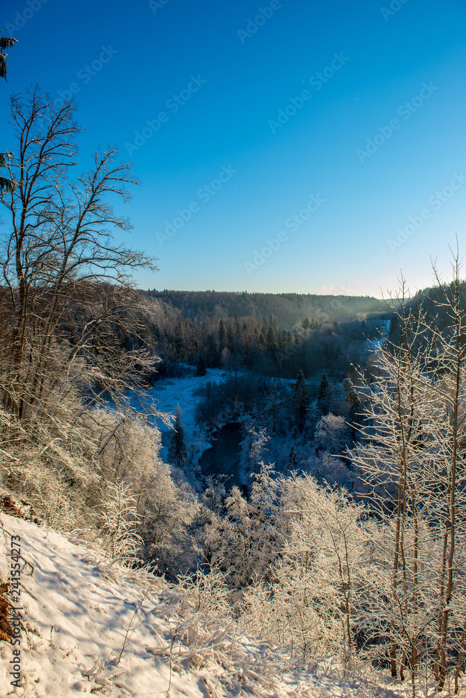 sunny winter day in snowy forest