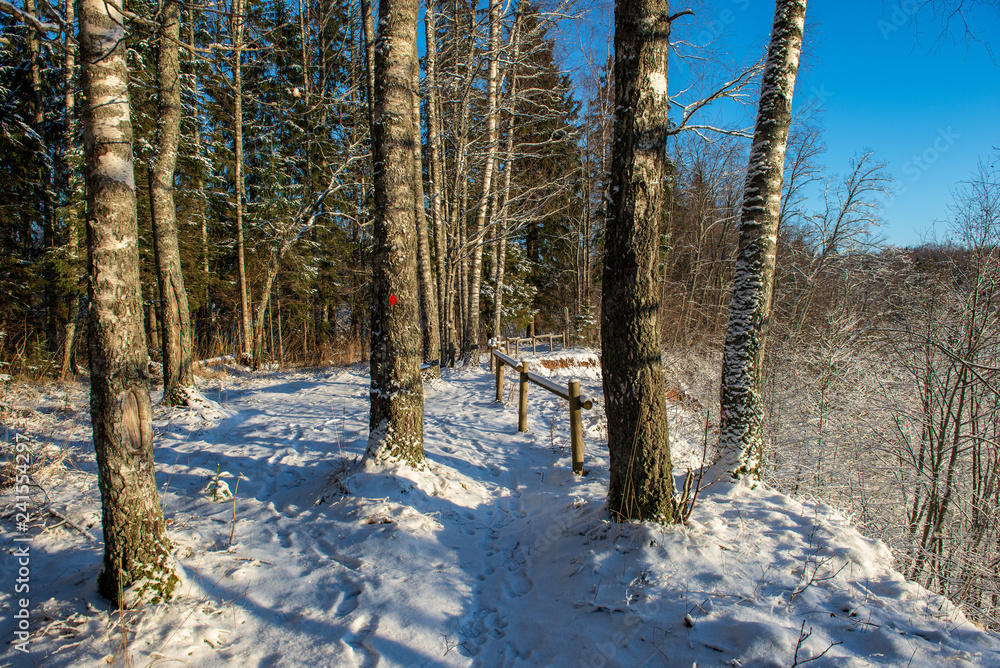 Fototapeta premium sunny winter day in snowy forest