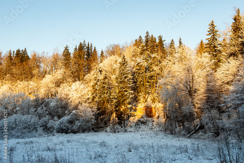 sunny winter day in snowy forest