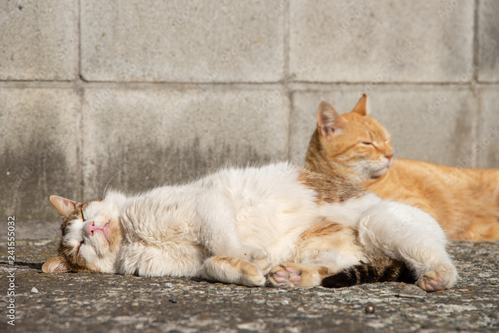 Obraz premium cat in japan