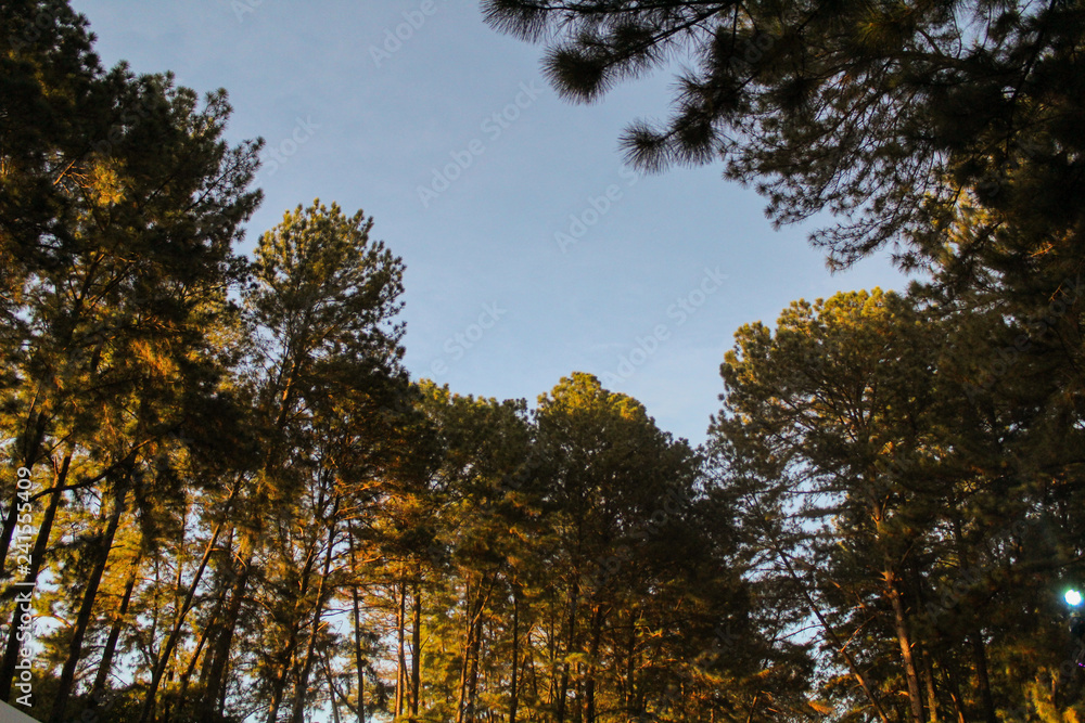 Obraz premium trees in autumn