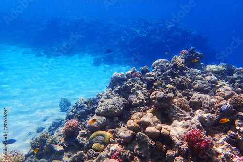 coral reef in egypt