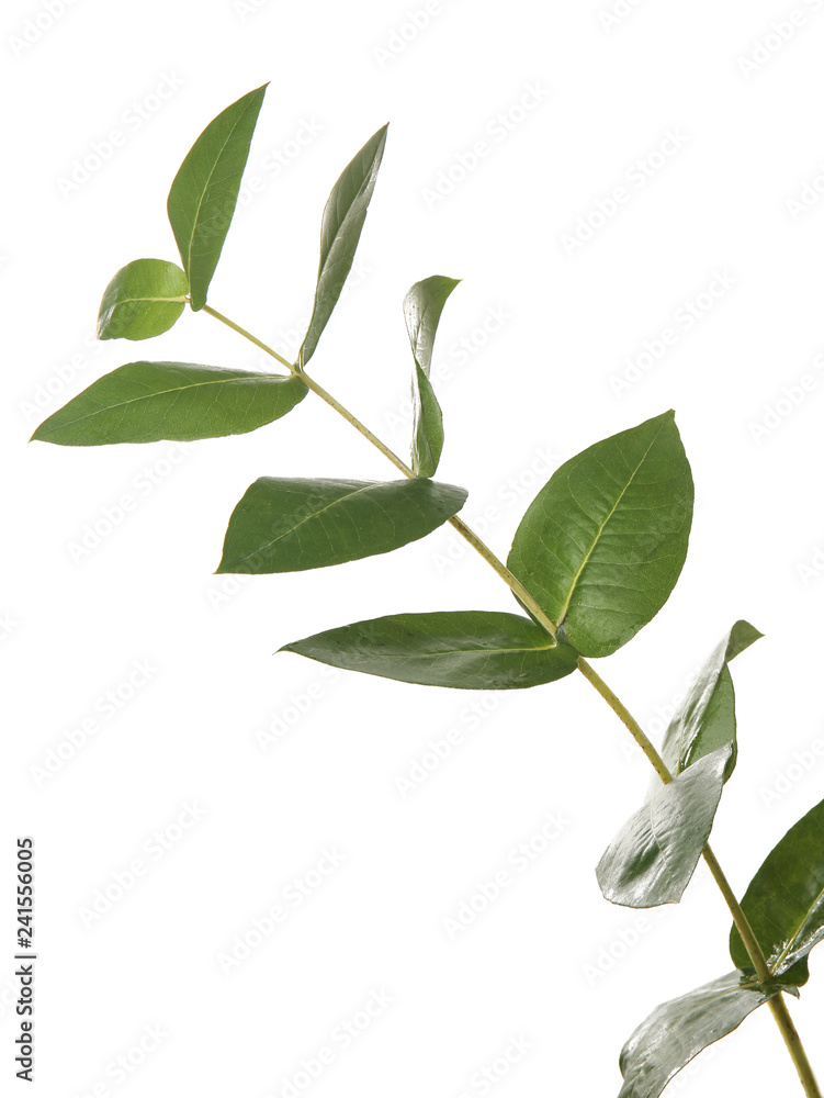 Fototapeta premium Branch of tropical plant on white background