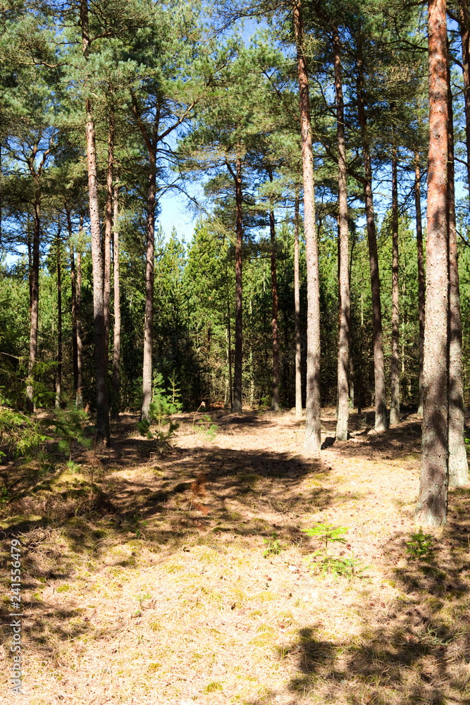 Laesoe / Denmark: Romantic path through a coniferous forest in the nature reserve Laesoe Klintplantage on a sunny day at the end of April Laesoe / Denmark: Romantic path through a coniferous forest in the nature reserve Laesoe Klintplantage on a sunny day at the end of April