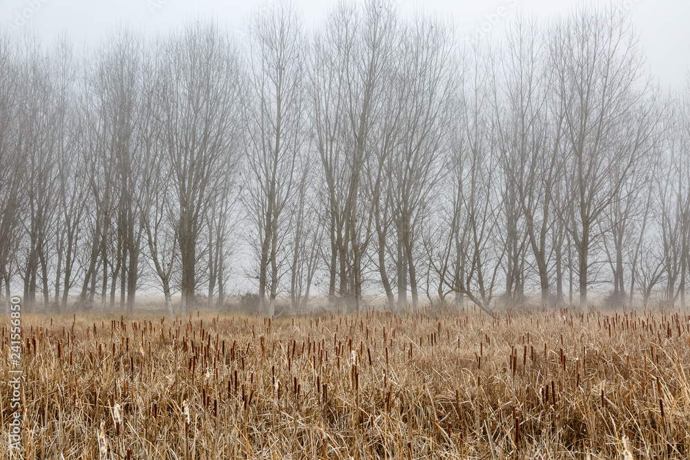 Fototapeta premium Espadañas y chopos en invierno con niebla de fondo. Typha latifolia. Populus.