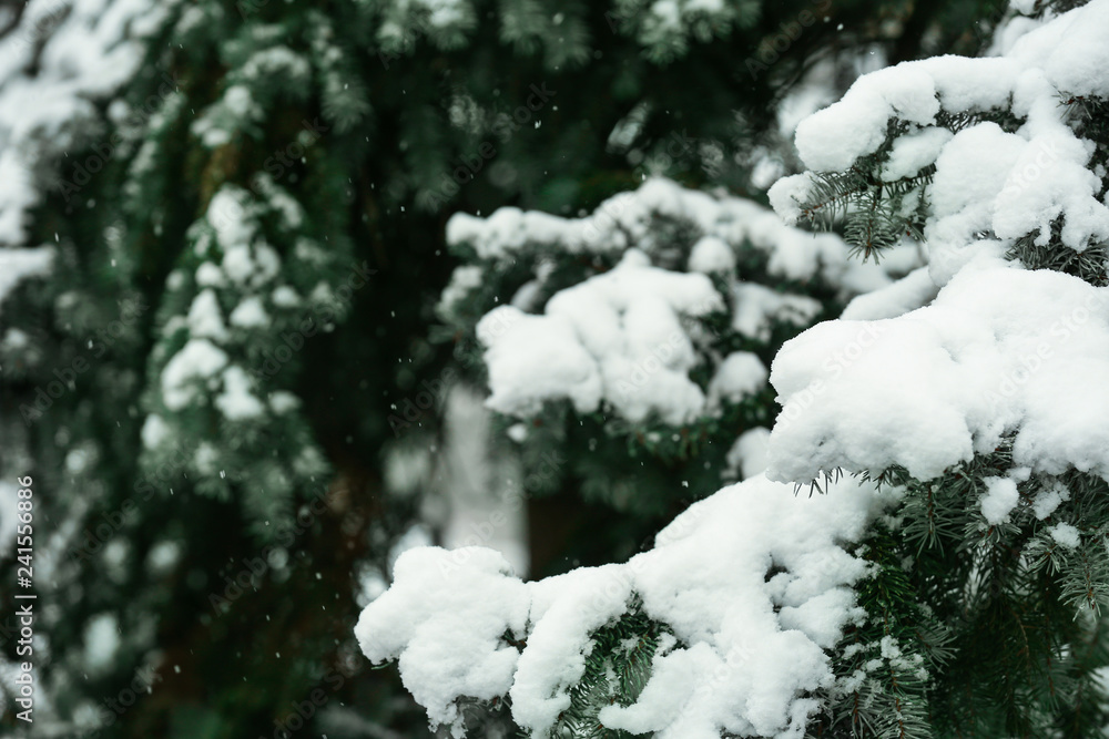 Snowy fir tree outdoors, closeup