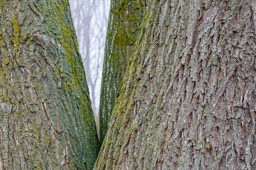 Troncos y corteza de Sauce Llorón. Salix babylonica. photo