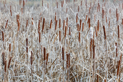 Humedal cubierto de espadañas secas en invierno. Typha latifolia. Aneas. Totoras. photo