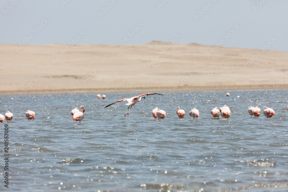 Flamingos  in Paracas, Peru.