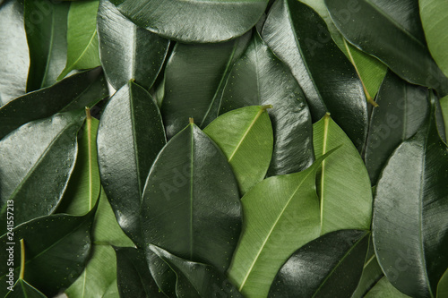 Wallpaper Mural Many tropical leaves as background Torontodigital.ca