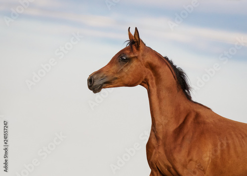 Young bay arabian horse foal on natural cloudy background. Portrait closeup.