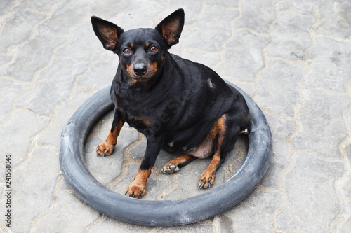 Fat online miniature pinscher