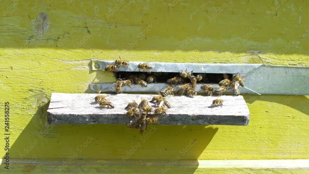 Closeup view of bees go in and out in the hive Closeup view of bees go in and out in the hive